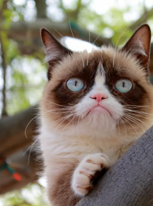 Grumpy Cat in the tree