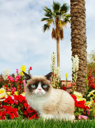Grumpy Cat in flowers
