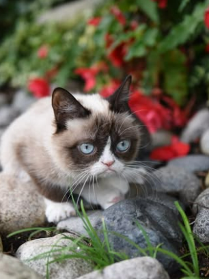 Grumpy Cat on rocks