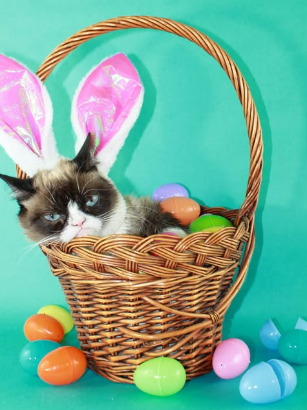 Grumpy Cat in basket
